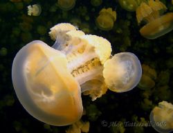 Millions and millions of jellies again in Palau... if you... by Alex Tattersall 